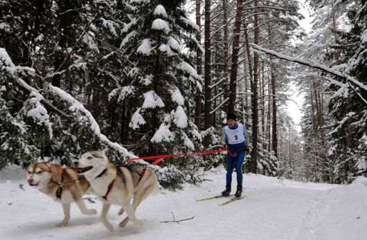 Dog Sledding Amazing Pictures