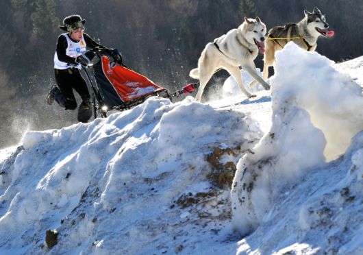 Dog Sledding Amazing Pictures