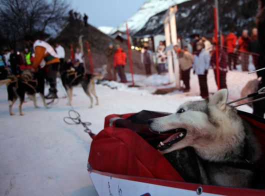 Dog Sledding Amazing Pictures