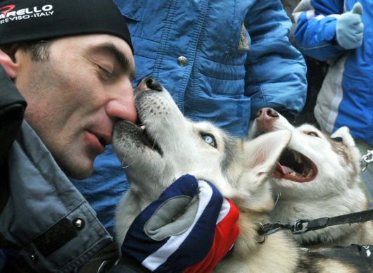 Dog Sledding Amazing Pictures
