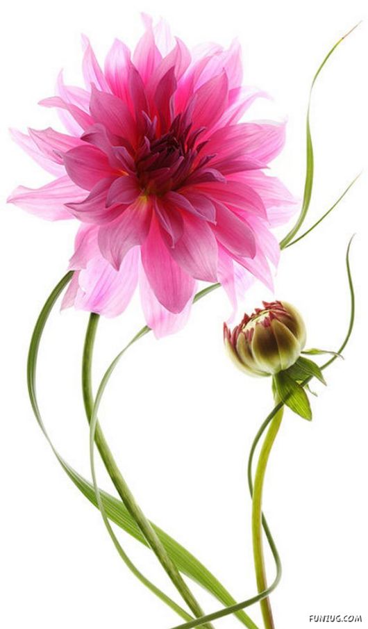 Very Cute Flowers Art