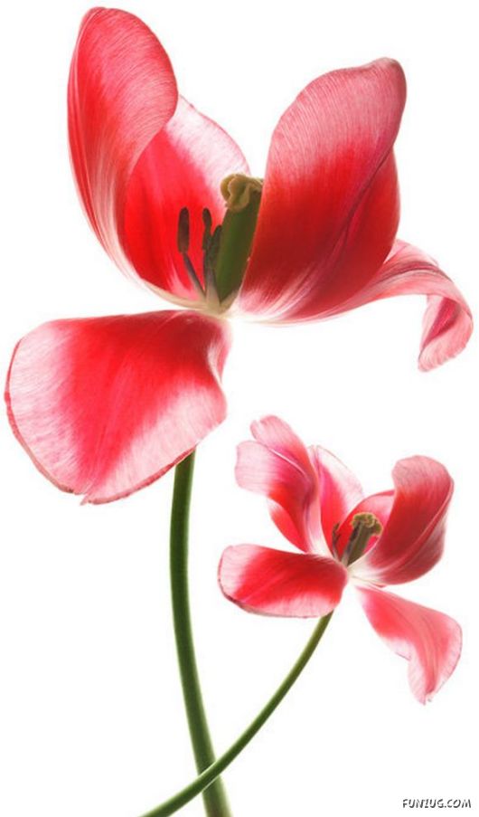 Very Cute Flowers Art