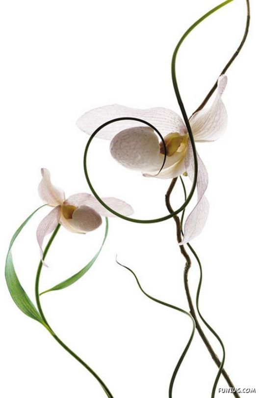 Very Cute Flowers Art