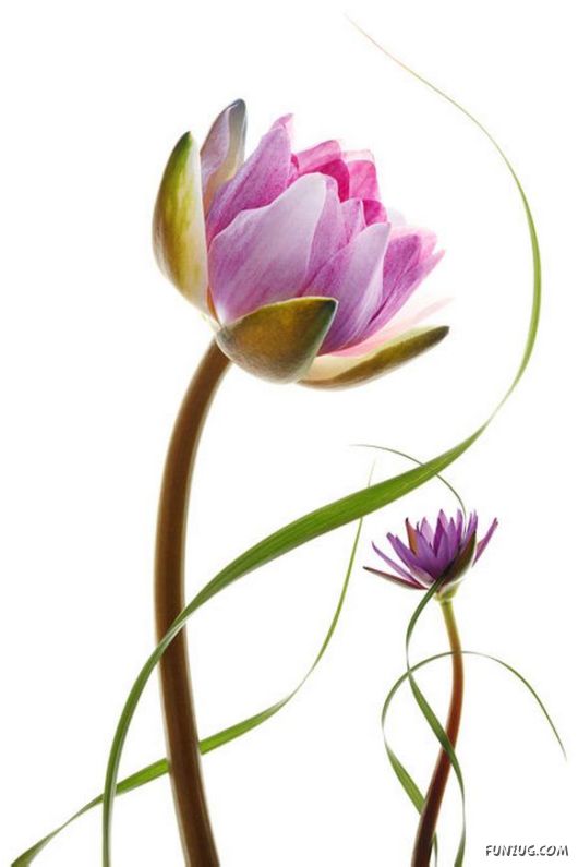 Very Cute Flowers Art