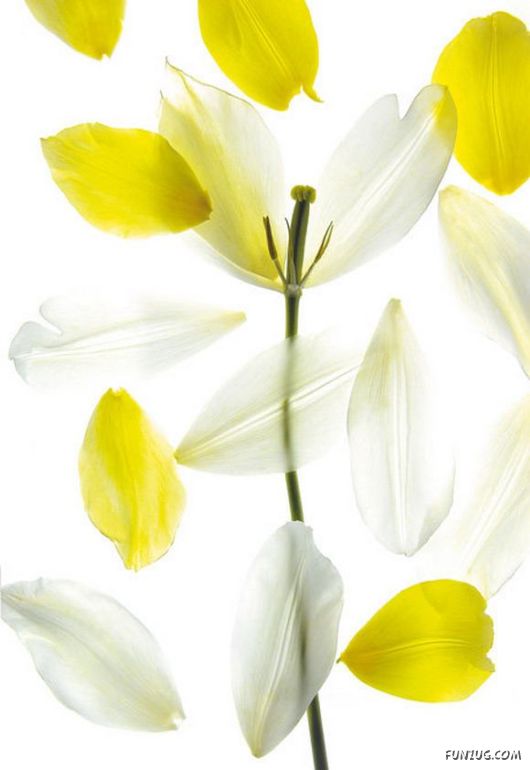 Very Cute Flowers Art