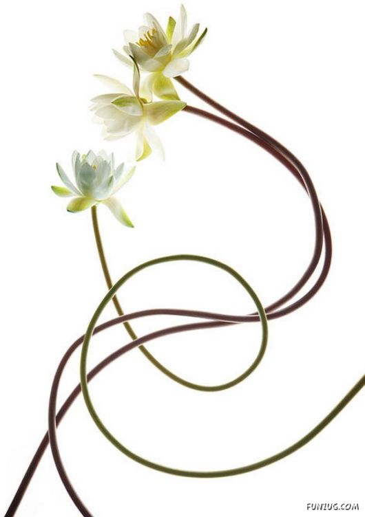 Very Cute Flowers Art