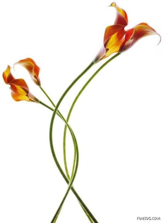 Very Cute Flowers Art