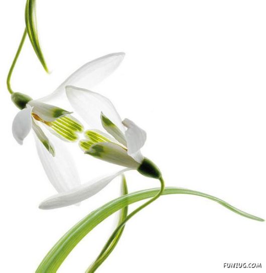 Very Cute Flowers Art