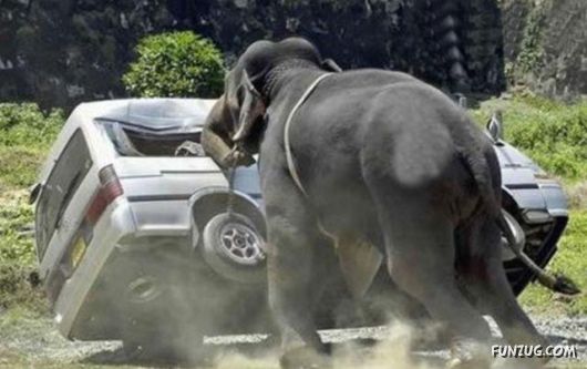 Animals Dont Like Cars