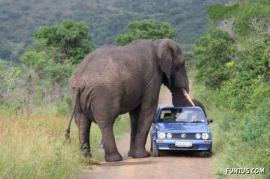 Animals Dont Like Cars