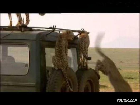 Animals Dont Like Cars