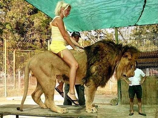 People Riding Pity Animals