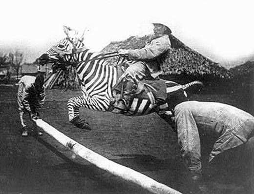 People Riding Pity Animals