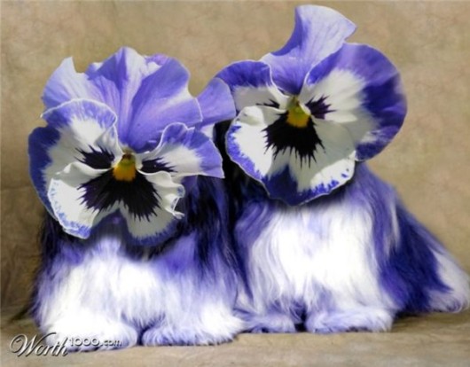 Amazing Flowers in Real Life