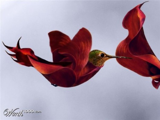 Amazing Flowers in Real Life