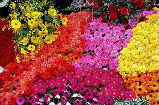 Beautiful Flower Carnival