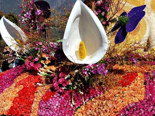 Beautiful Flower Carnival