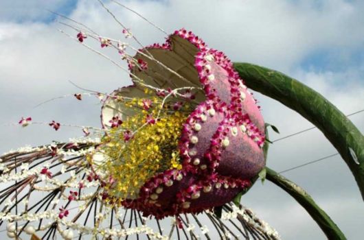 Beautiful Flower Carnival