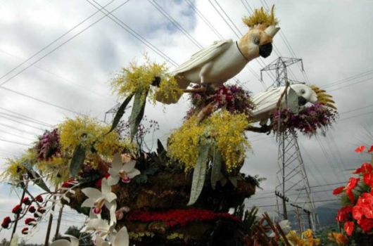 Beautiful Flower Carnival