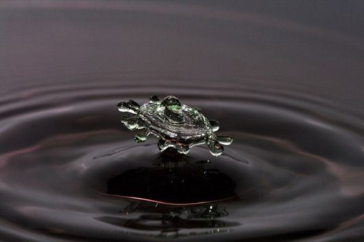 Water Drops Photography By Corrie White