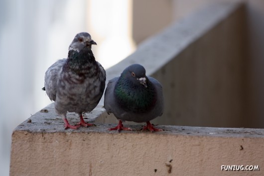 How Birds Celebrate Valentines Day