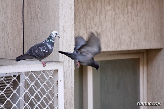How Birds Celebrate Valentines Day