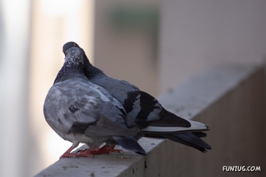 How Birds Celebrate Valentines Day