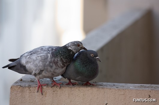 How Birds Celebrate Valentines Day
