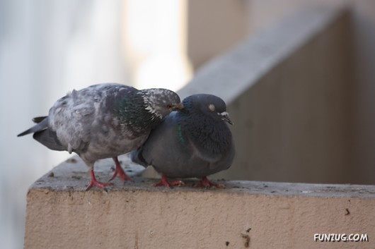 How Birds Celebrate Valentines Day