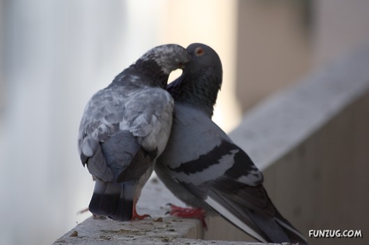 How Birds Celebrate Valentines Day
