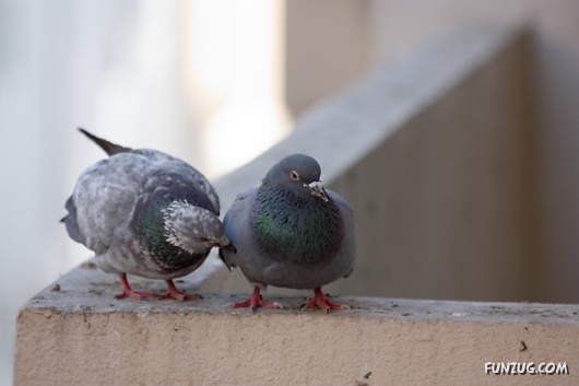 How Birds Celebrate Valentines Day