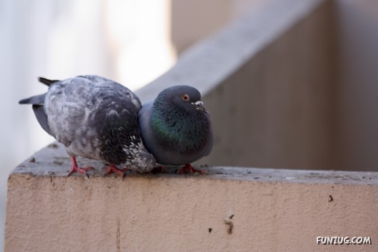 How Birds Celebrate Valentines Day