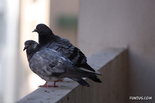 How Birds Celebrate Valentines Day