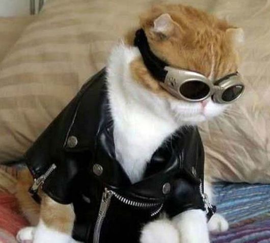 Funny and Cute Cats Modelling