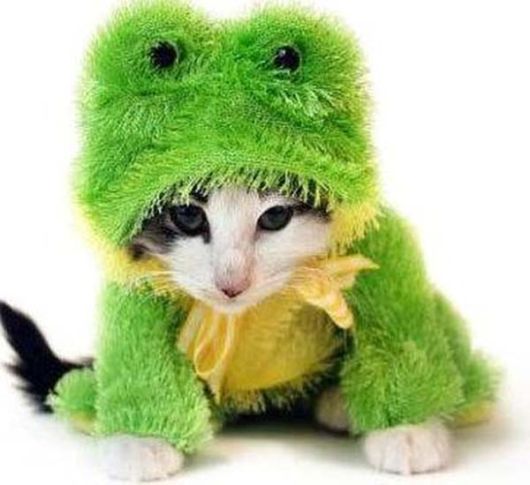 Funny and Cute Cats Modelling