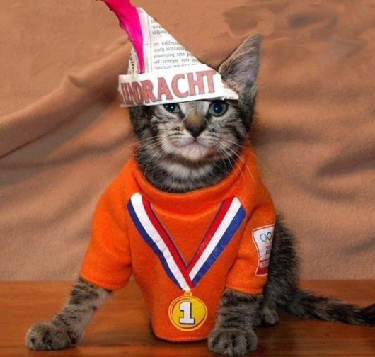 Funny and Cute Cats Modelling