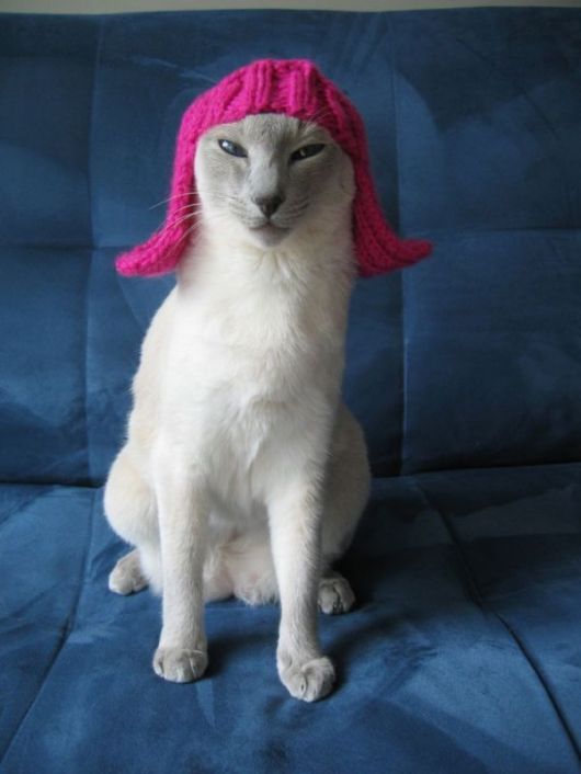 Funny and Cute Cats Modelling