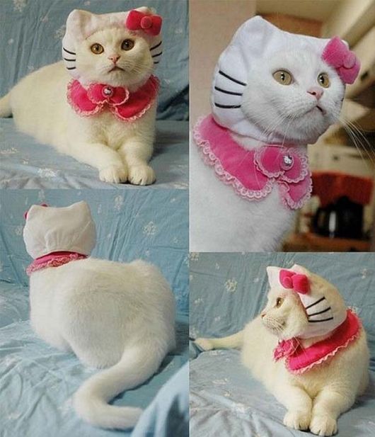 Funny and Cute Cats Modelling