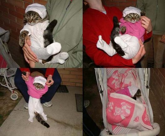 Funny and Cute Cats Modelling