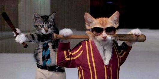 Funny and Cute Cats Modelling