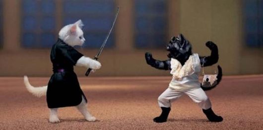 Funny and Cute Cats Modelling