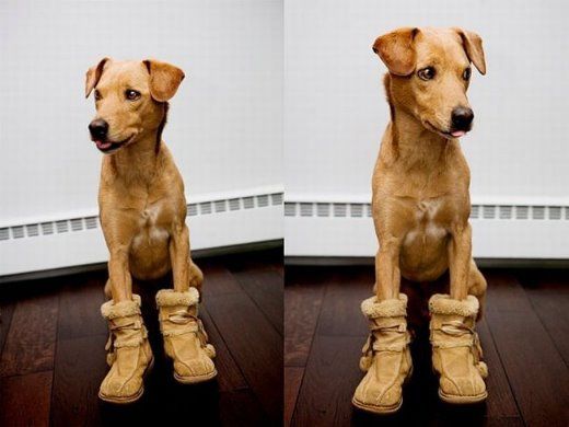 Chuck - The New Star Of Internet