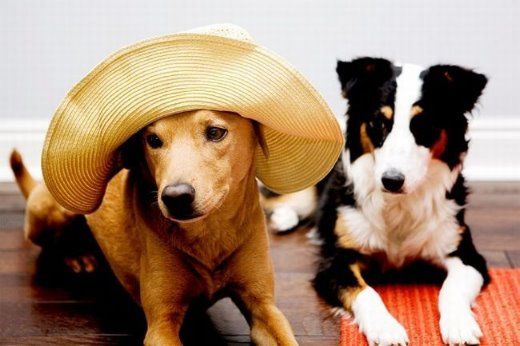 Chuck - The New Star Of Internet