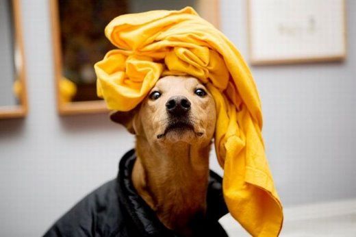 Chuck - The New Star Of Internet