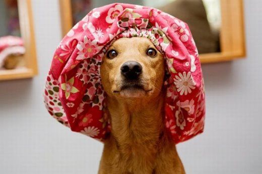 Chuck - The New Star Of Internet