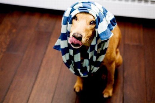 Chuck - The New Star Of Internet