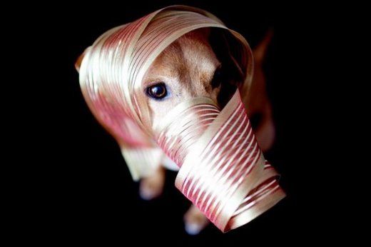 Chuck - The New Star Of Internet