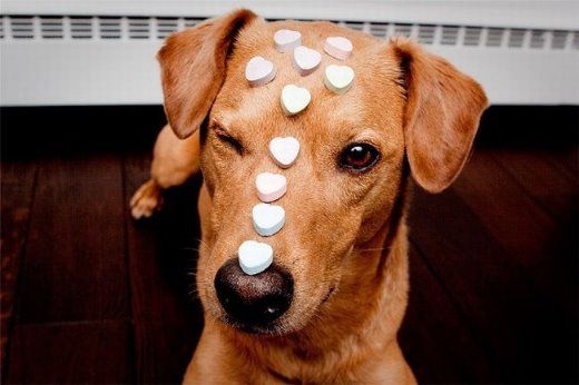 Chuck - The New Star Of Internet