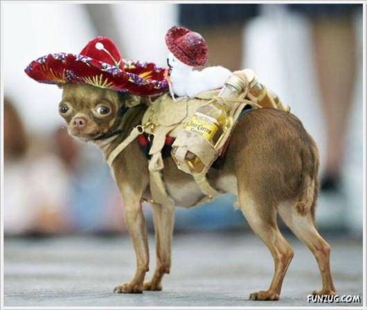 Cool Daily Funny Pix 4 You