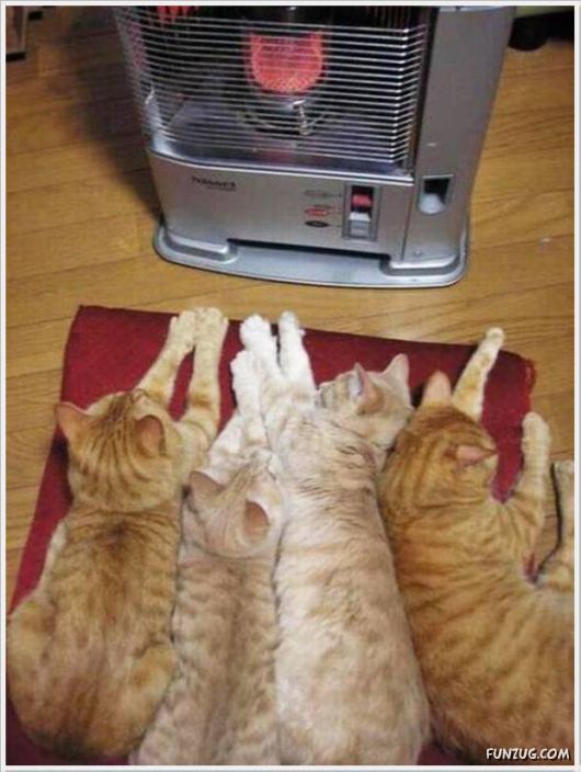 Cool Daily Funny Pix 4 You